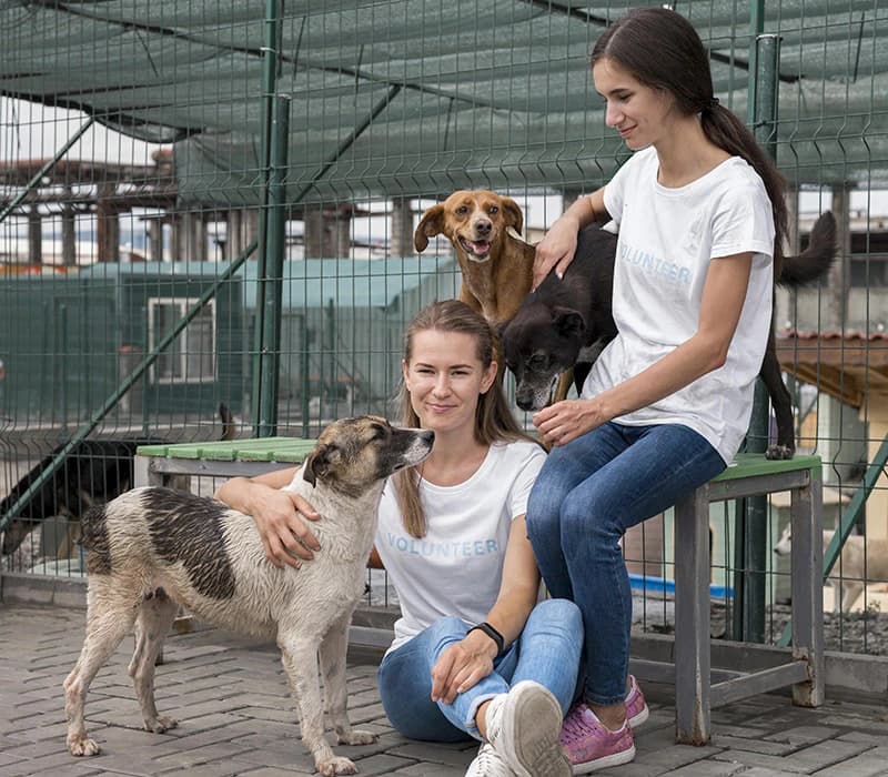 5 cleaning hacks to beat dog allergies