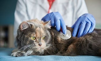 Emergency Dog Surgery Cause