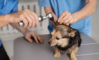 Dog Shelter Improvement Cause