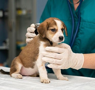 Medical Treatments for Dogs