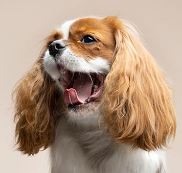 Beautiful Rescued Dogs